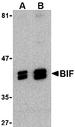 Western blot analysis of BIF in HeLa cell lysate with BIF antibody at (A) 1 and (B) 2 μg/mL