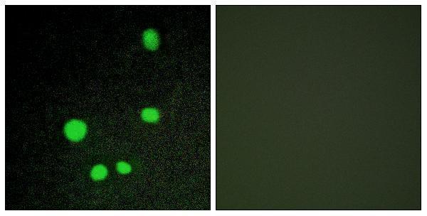 Immunofluorescence analysis of COS7 cells, using MED14 Antibody