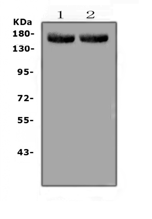 a04799 2 med14 primary antibodies wb testing 1