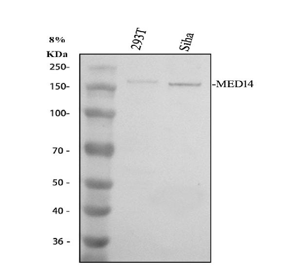a04799 2 med14 primary antibodies wb testing 1_1