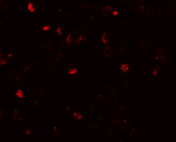 a04801 ano2 primary antibodies if testing 3