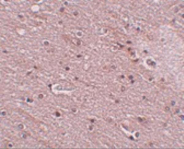 a04801 ano2 primary antibodies ihc testing 2