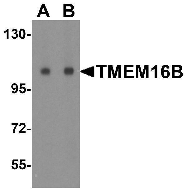 a04801 ano2 primary antibodies wb testing 1