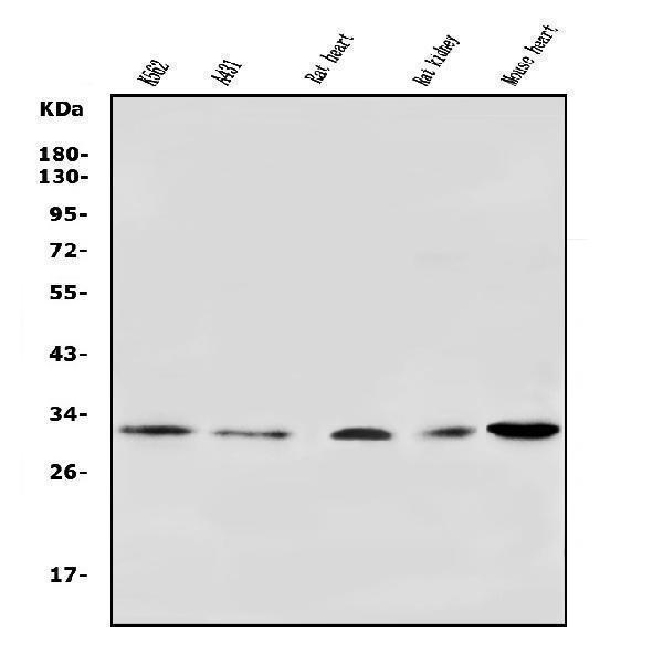 a04802 2 vdac3 primary antibodies wb testing 1