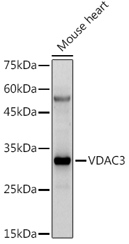 Western blot analysis of extracts of Mouse heart, using VDAC3  antibody  at 1:500 dilution