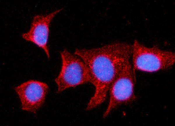 a04803 2 mdh2 primary antibodies if testing 11
