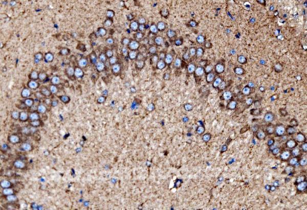 a04803 2 mdh2 primary antibodies ihc testing 10