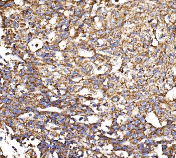 a04803 2 mdh2 primary antibodies ihc testing 2