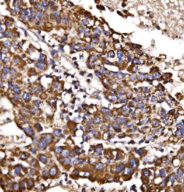 a04803 2 mdh2 primary antibodies ihc testing 4