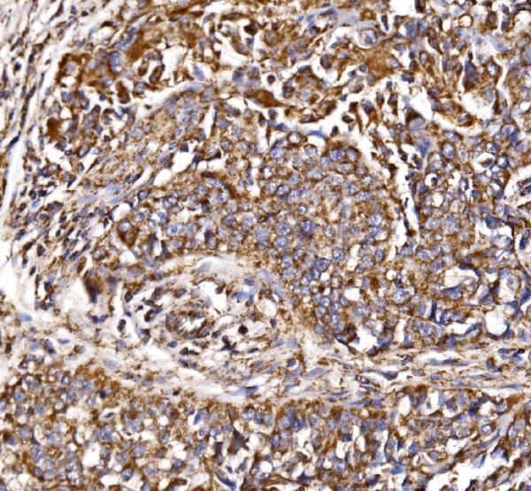 a04803 2 mdh2 primary antibodies ihc testing 6
