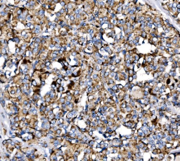 a04803 2 mdh2 primary antibodies ihc testing 7
