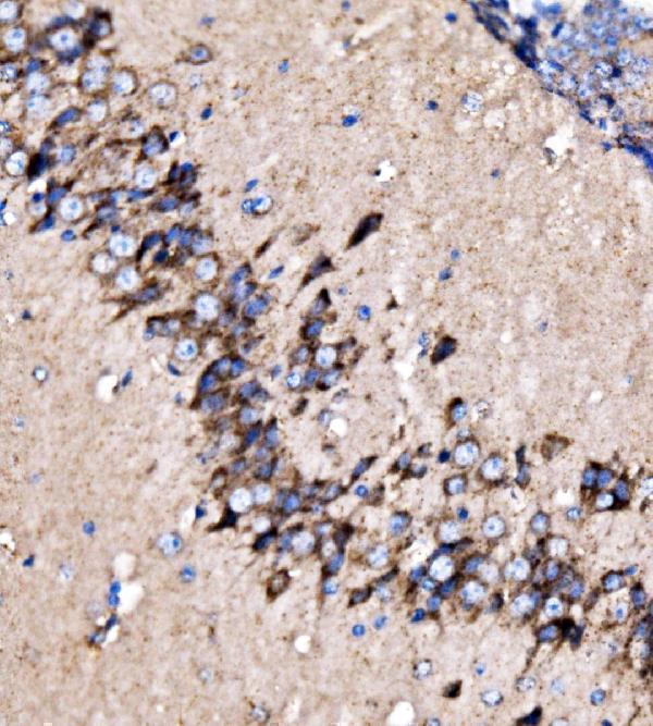 a04803 2 mdh2 primary antibodies ihc testing 8