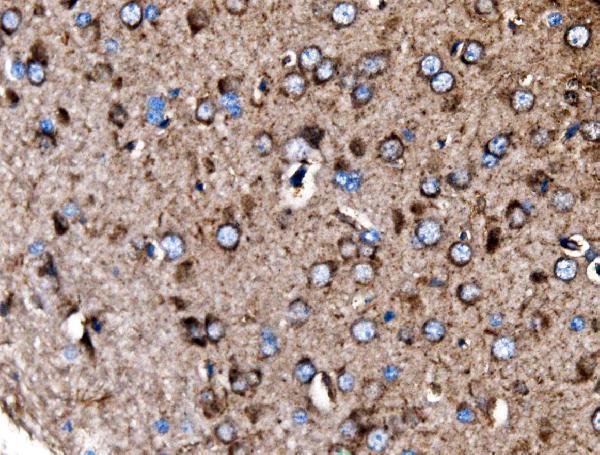 a04803 2 mdh2 primary antibodies ihc testing 9