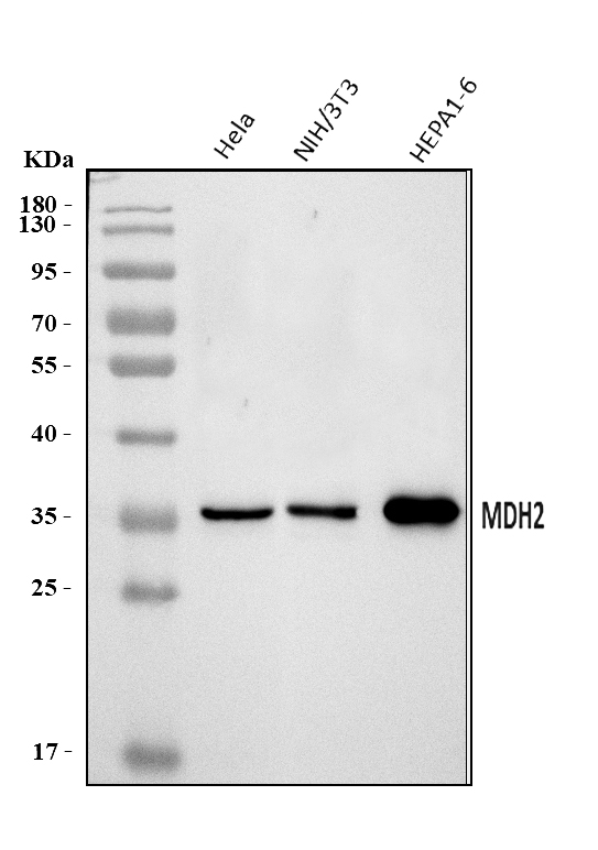 a04803 2 mdh2 primary antibodies wb testing 1