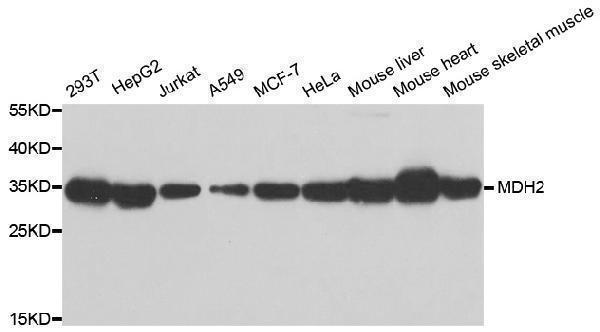 a04803 mdh2 primary antiboties wb testing 1