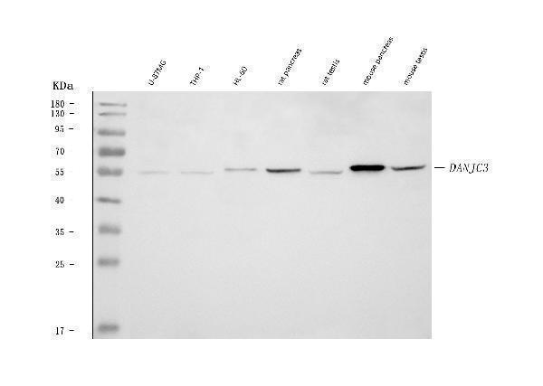  Western blot analysis of DNAJC3 using anti-DNAJC3 antibody (A04805-1)