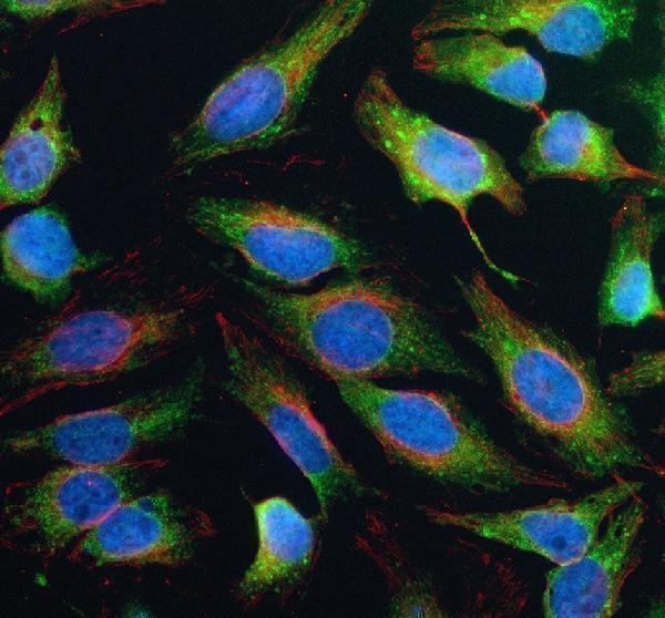 a04806 1 mcat primary antibodies if testing 1