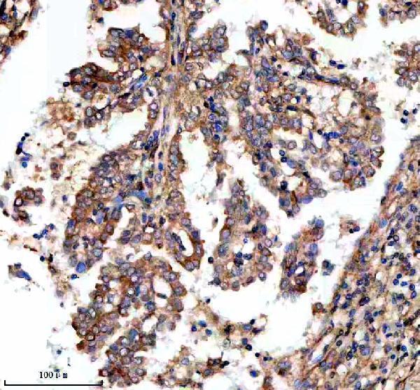 a04806 1 mcat primary antibodies ihc testing 1