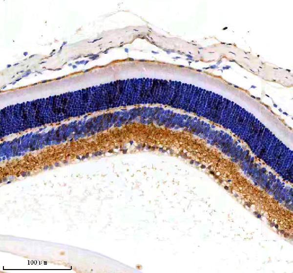 a04806 1 mcat primary antibodies ihc testing 2