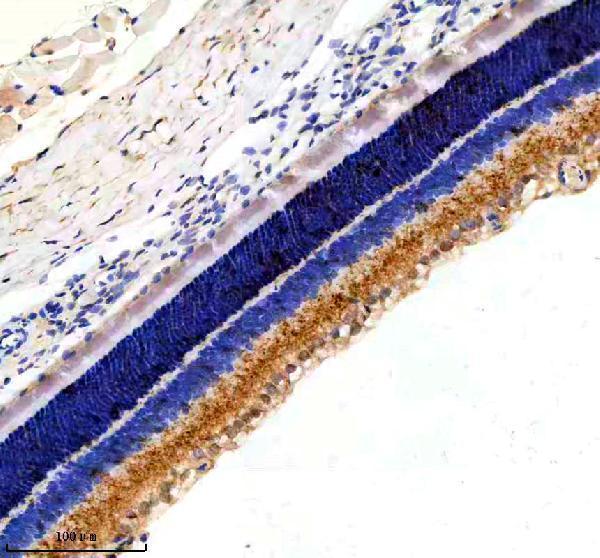 a04806 1 mcat primary antibodies ihc testing 3