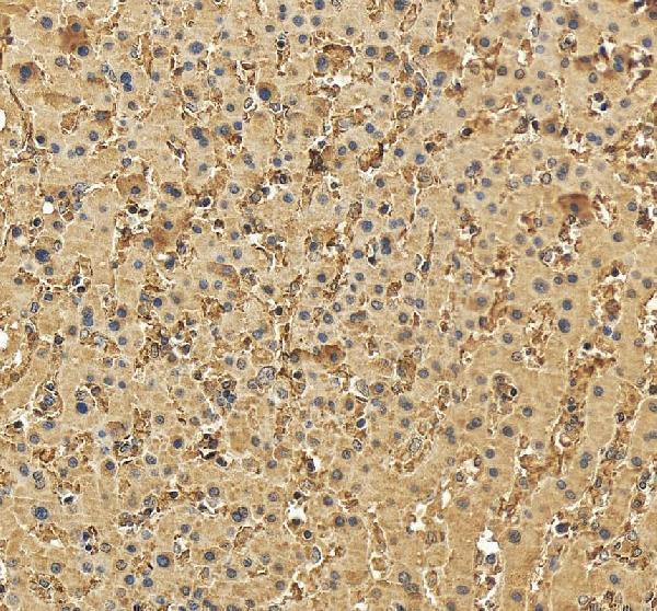 a04806 1 mcat primary antibodies ihc testing 5