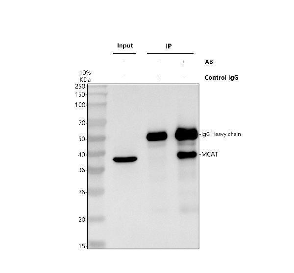a04806 1 mcat primary antibodies ip testing 1