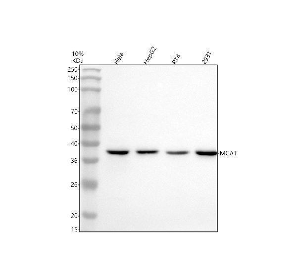 a04806 1 mcat primary antibodies wb testing 1