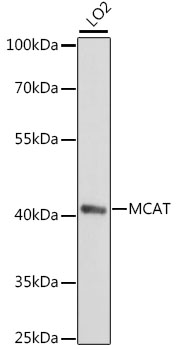 a04806 mcat primary antiboties wb testing 1