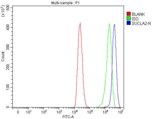  Flow Cytometry analysis of THP-1 cells using anti-SUCLA2 antibody (A04807-1)