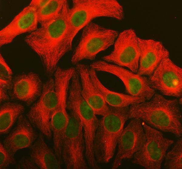 a04811 1 larp7 primary antibodies if testing 1