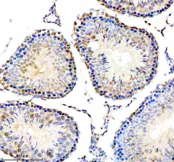 a04811 1 larp7 primary antibodies ihc testing 4