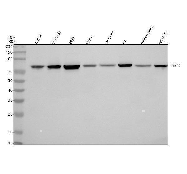  Western blot analysis of LARP7 using anti-LARP7 antibody (A04811-1)