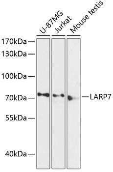 Western blot analysis of extracts of various cell lines, using LARP7 antibody  at 1:3000 dilution