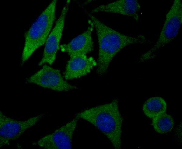 ICC staining CLASP1 in SH-SY-5Y cells (green)