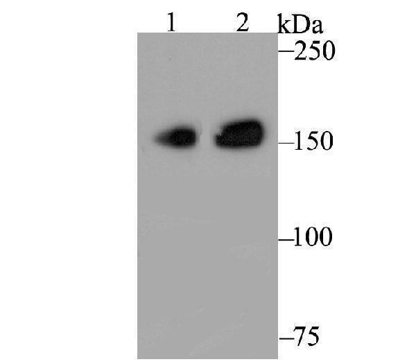 Western blot analysis of CLASP1 on different lysates