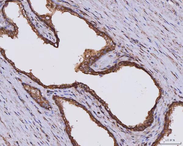 a04813 3 clasp1 primary antibodies ihc testing 4