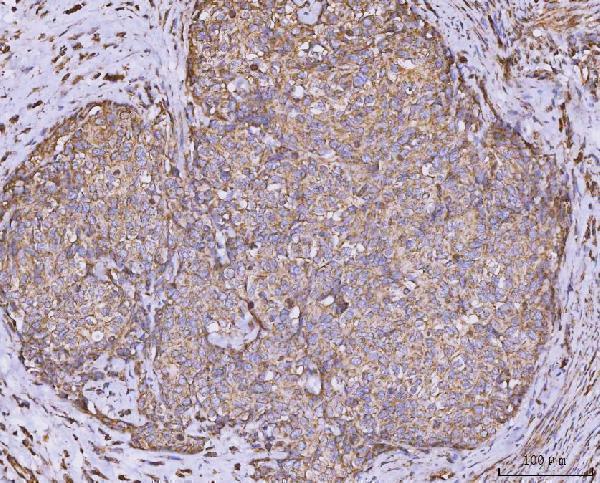 a04813 3 clasp1 primary antibodies ihc testing 5