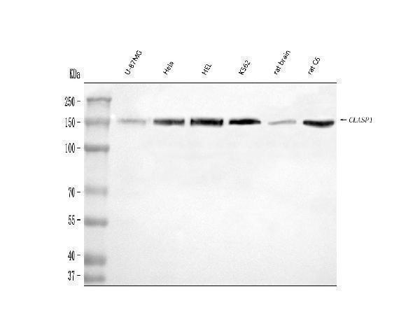  Western blot analysis of CLASP1 using anti-CLASP1 antibody (A04813-3)