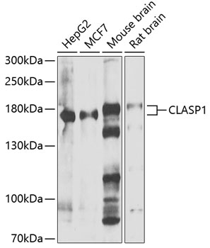 Western blot analysis of extracts of various cell lines, using CLASP1 antibody  at 1:1000 dilution