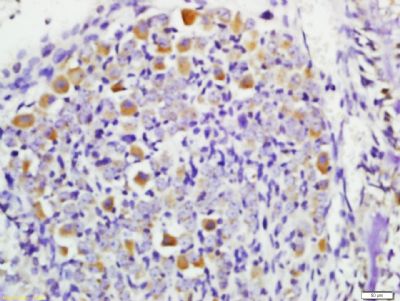 Tissue/cell: mouse embryo tissue; 4% Paraformaldehyde-fixed and paraffin-embedded;
Antigen retrieval: citrate buffer ( 0