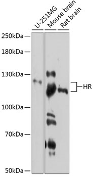 Western blot analysis of extracts of various cell lines, using HR antibody  at 1:3000 dilution