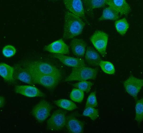  IF analysis of NLRP2 using anti-NLRP2 antibody (A04819-3)