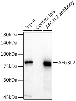 a04820 afg3l2 primary antiboties ip testing 3