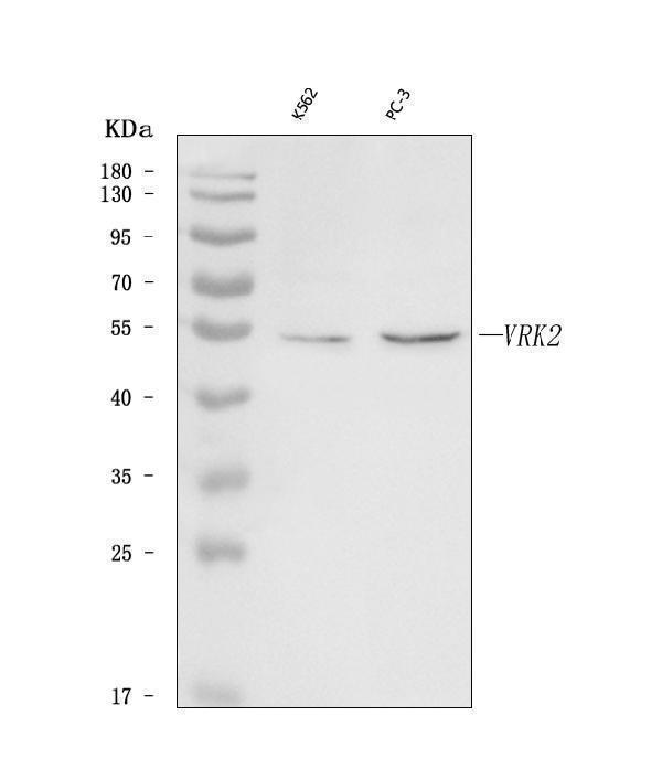 a04821 2 vrk2 primary antibodies wb testing 1