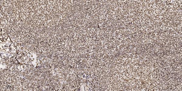 a04825 speg primary antibodies ihc testing 1