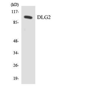 a04826 dlg2 primary antibodies wb testing 4