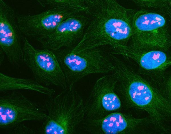 a04830 1 nop2 primary antibodies if testing 2