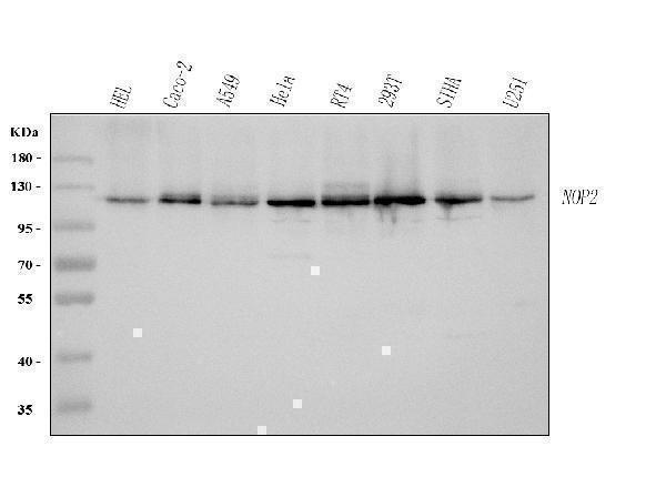 a04830 1 nop2 primary antibodies wb testing 1