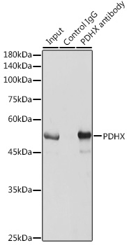 Immunoprecipitation analysis of 600ug extracts of Mouse brain cells using 3ug PDHX antibody 