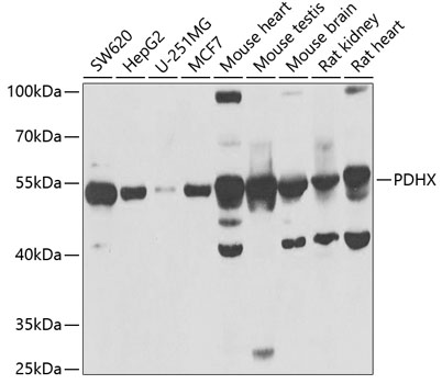 Western blot analysis of extracts of various cell lines, using PDHX antibody  at 1:1000 dilution